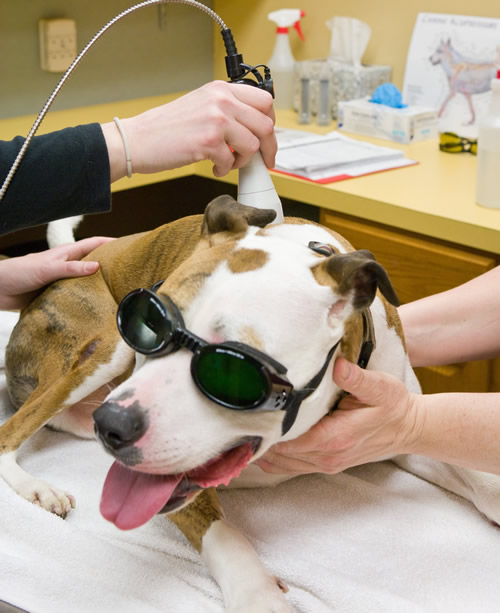 Therapeutic Laser Cold Laser Windmill Animal Hospital therapeutic-laser-cold-laser-windmill-animal-hospital